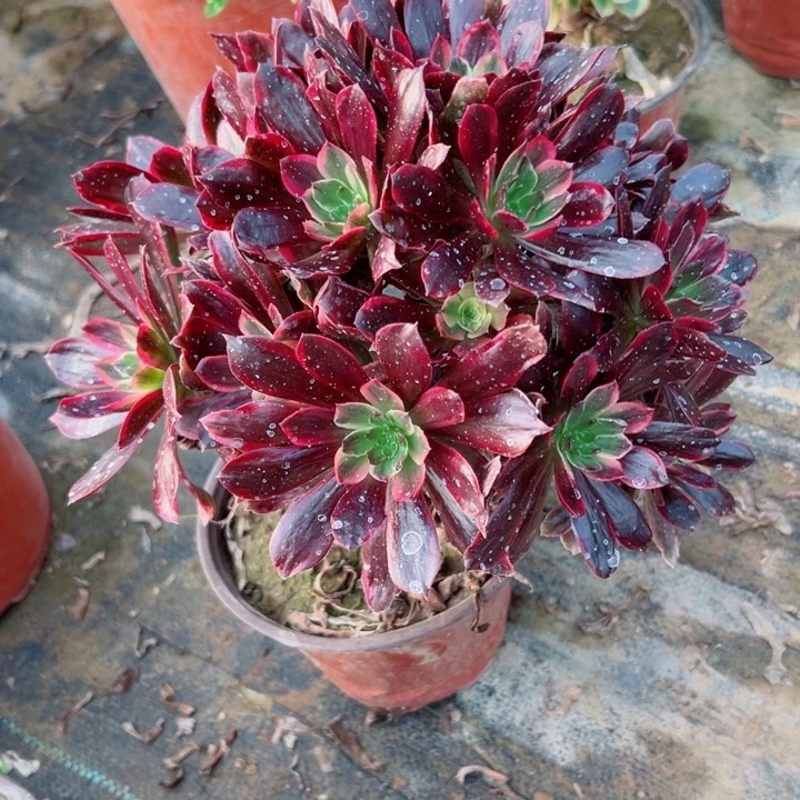 723赤霞飞多肉植物的