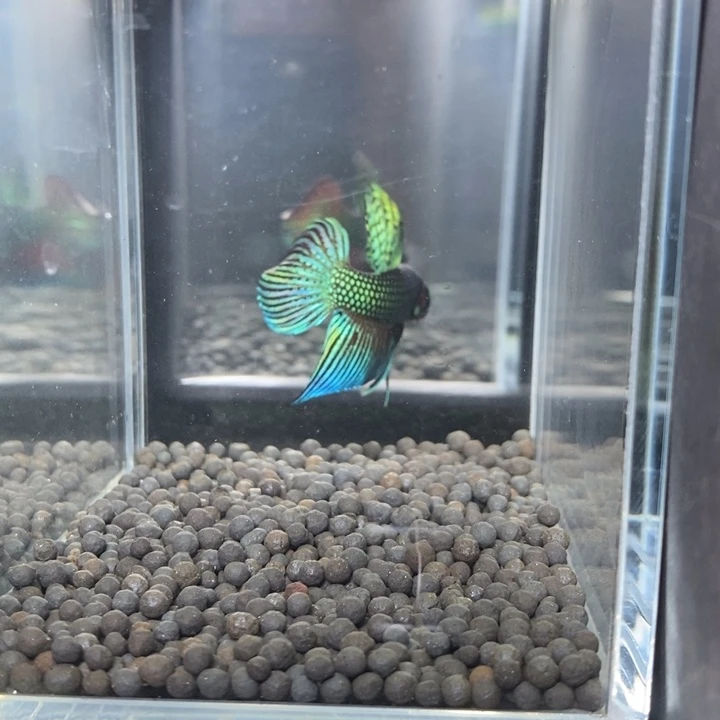 斗鱼泰国斗鱼536号