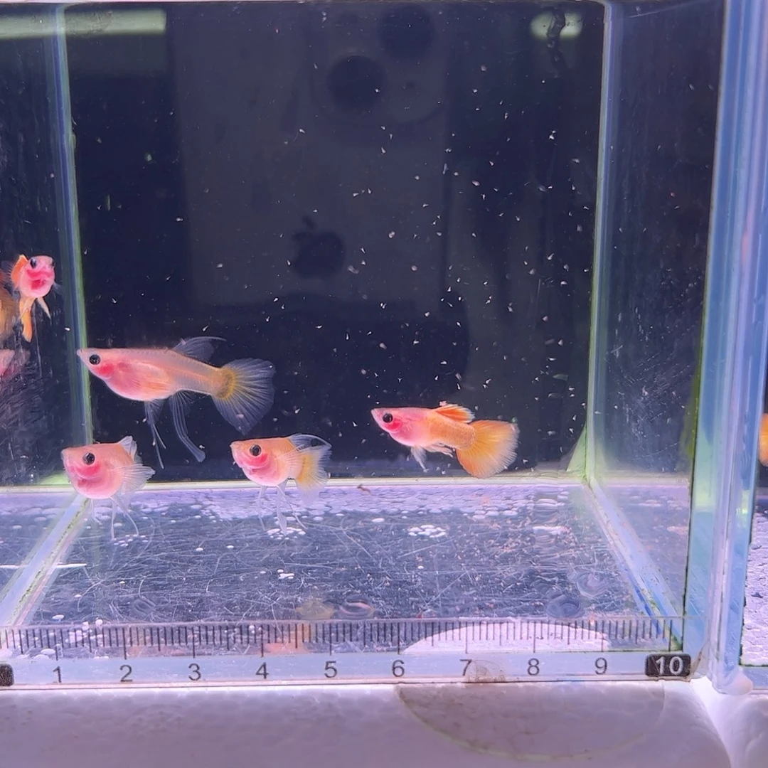 ****芮孔雀鱼落日c3母2公