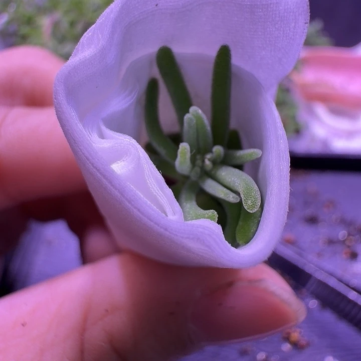 初***。水晶海葵带根一颗