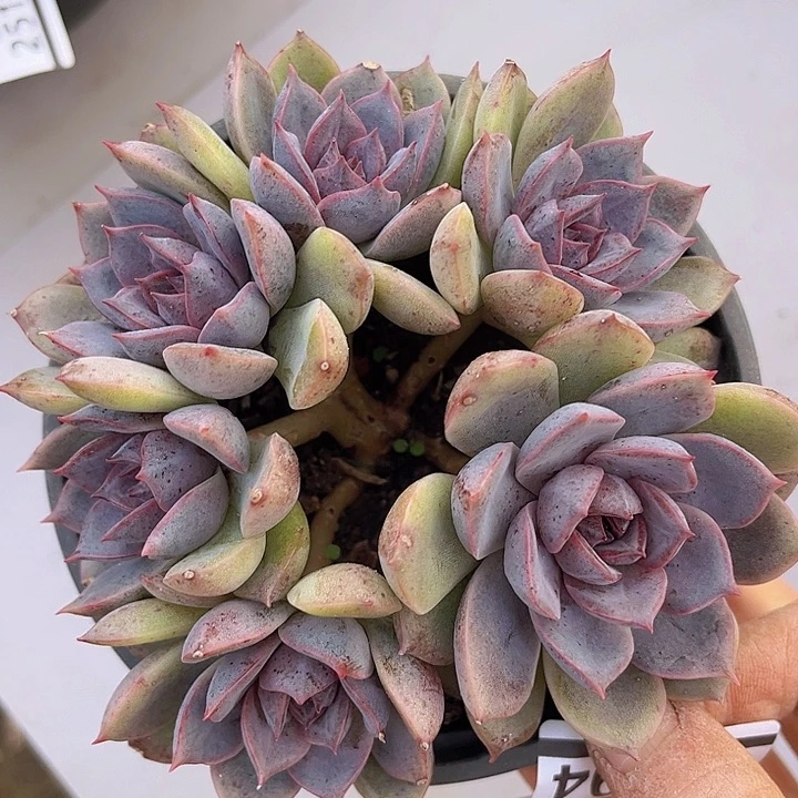 紫薰25194多肉植物