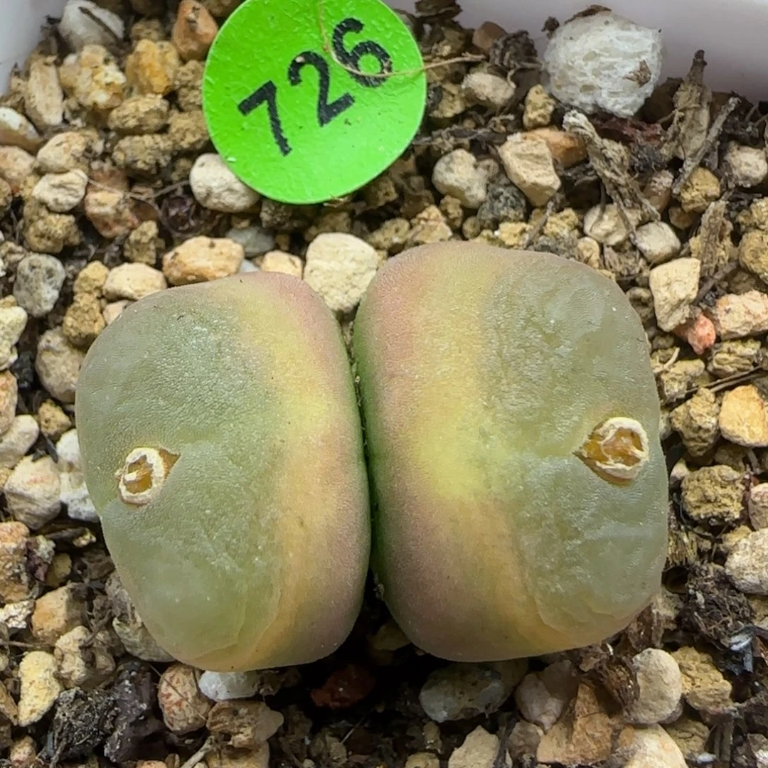 拉登杂交多肉植物726