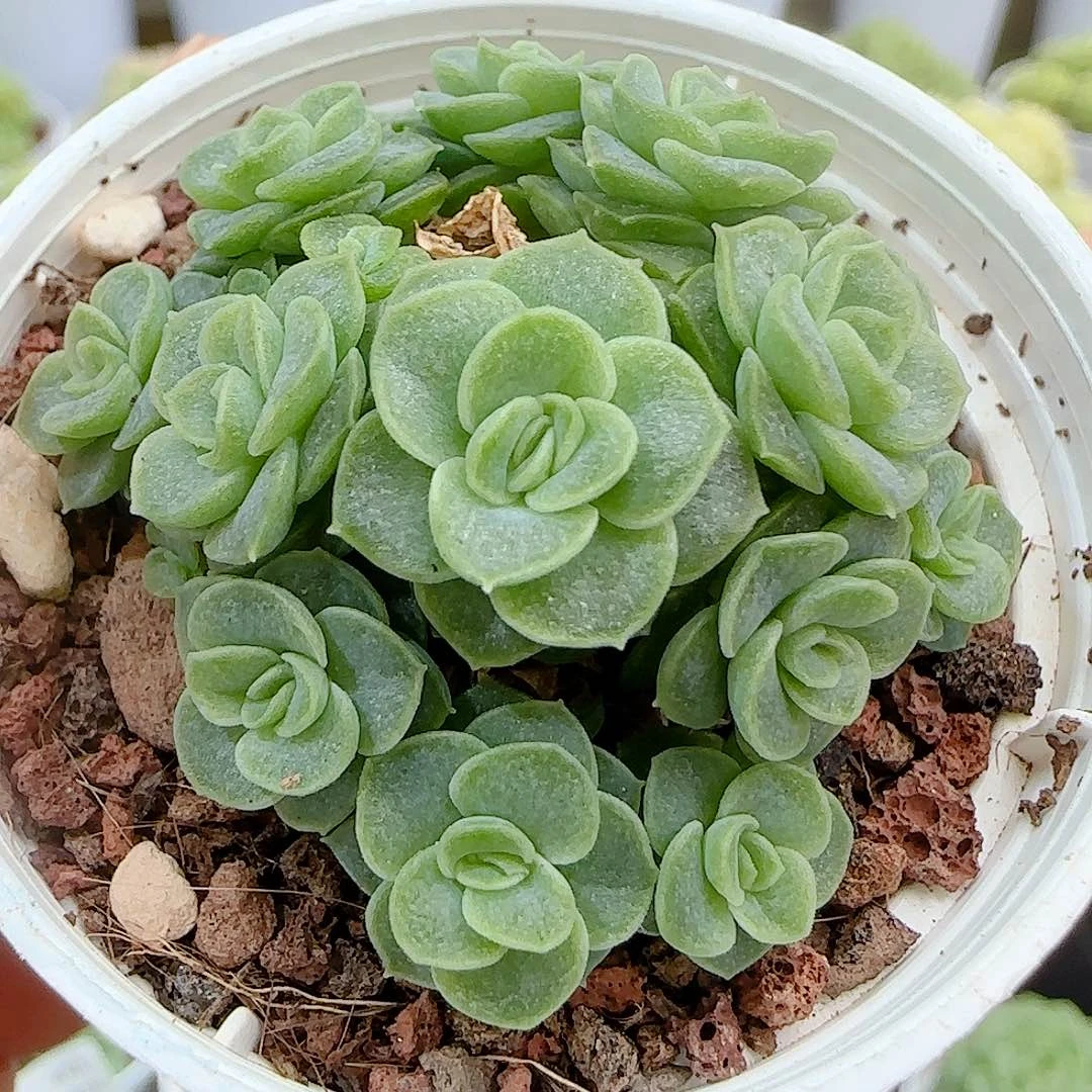 【闪购商品】0926-42圆脸优选麦杆