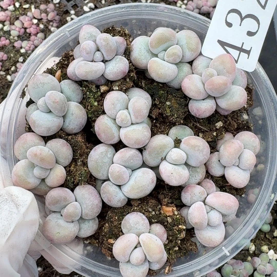 多肉植物多肉植物432彩虹奶