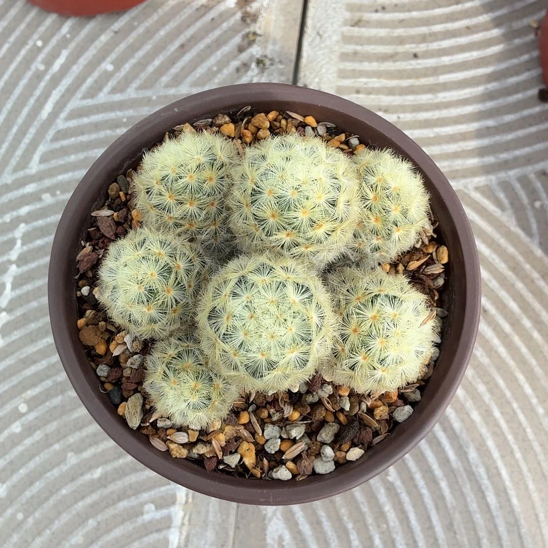 n***我嘉汶丸实生！！！！！！！！