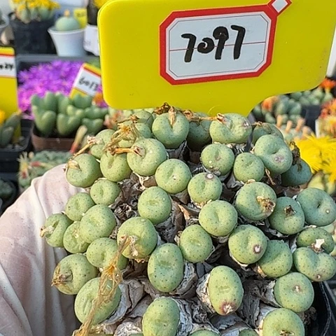 7097中央音乐学院营业执照