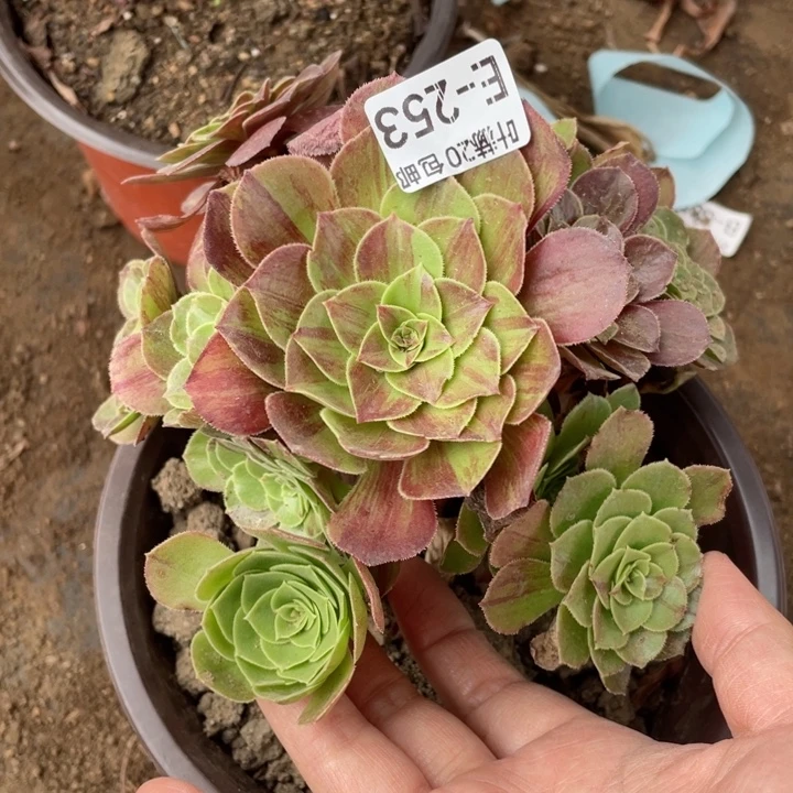 253花月夜多肉123445788