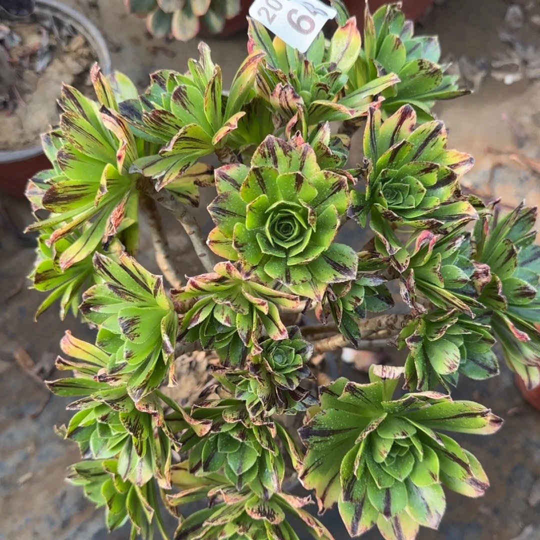 碧火648满20包邮断枝不包