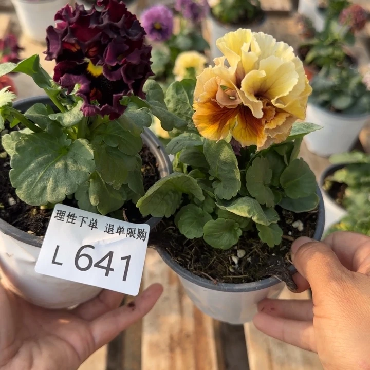 奔***龙无花朵L641两棵一组小苗零下5勿拍