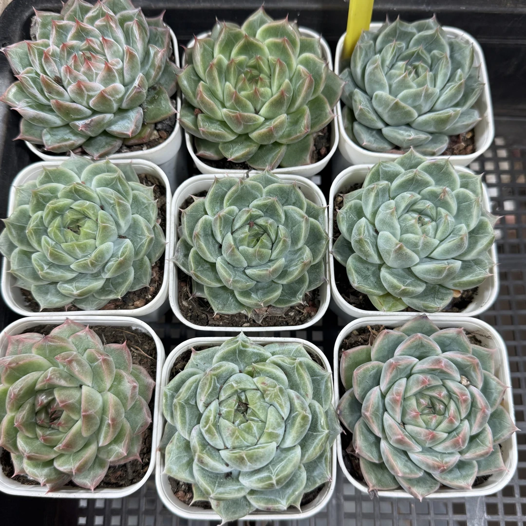 【任意两单包邮】雪花阳台办公室庭院老桩盆栽多肉植物