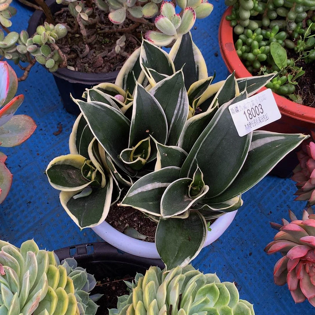 微***蓝       虎皮兰18003