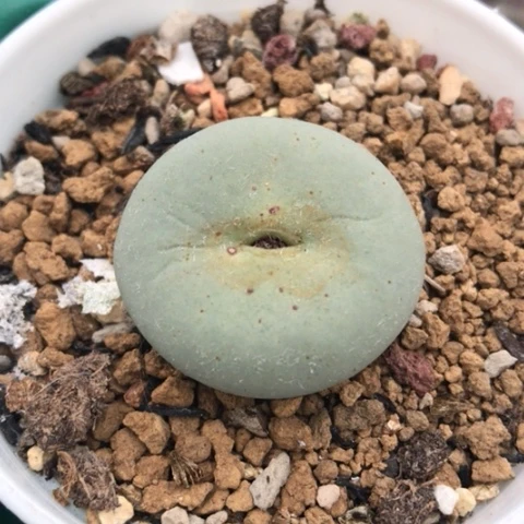 多肉肉锥 USB大型嘴