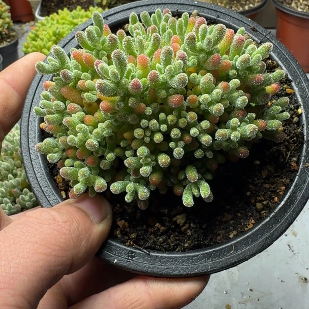 ?****?多肉植物枝干番杏