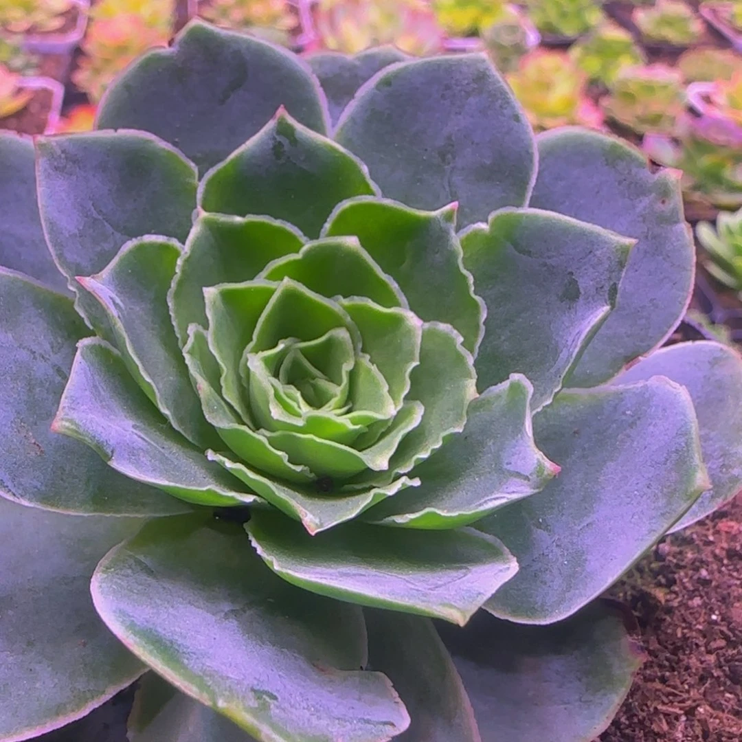 福利134376767676435686