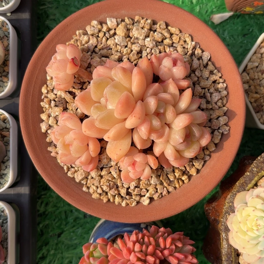 厚梦糖心群一物一拍