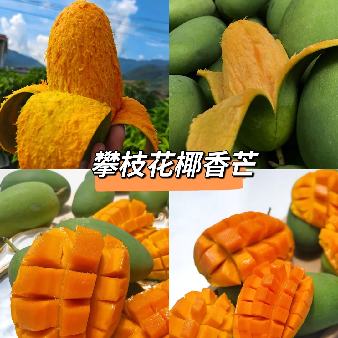 正宗攀枝花椰香芒鸡蛋芒爆甜多汁果园现摘椰蜜奶香新鲜孕妇水果新鲜芒果四川省