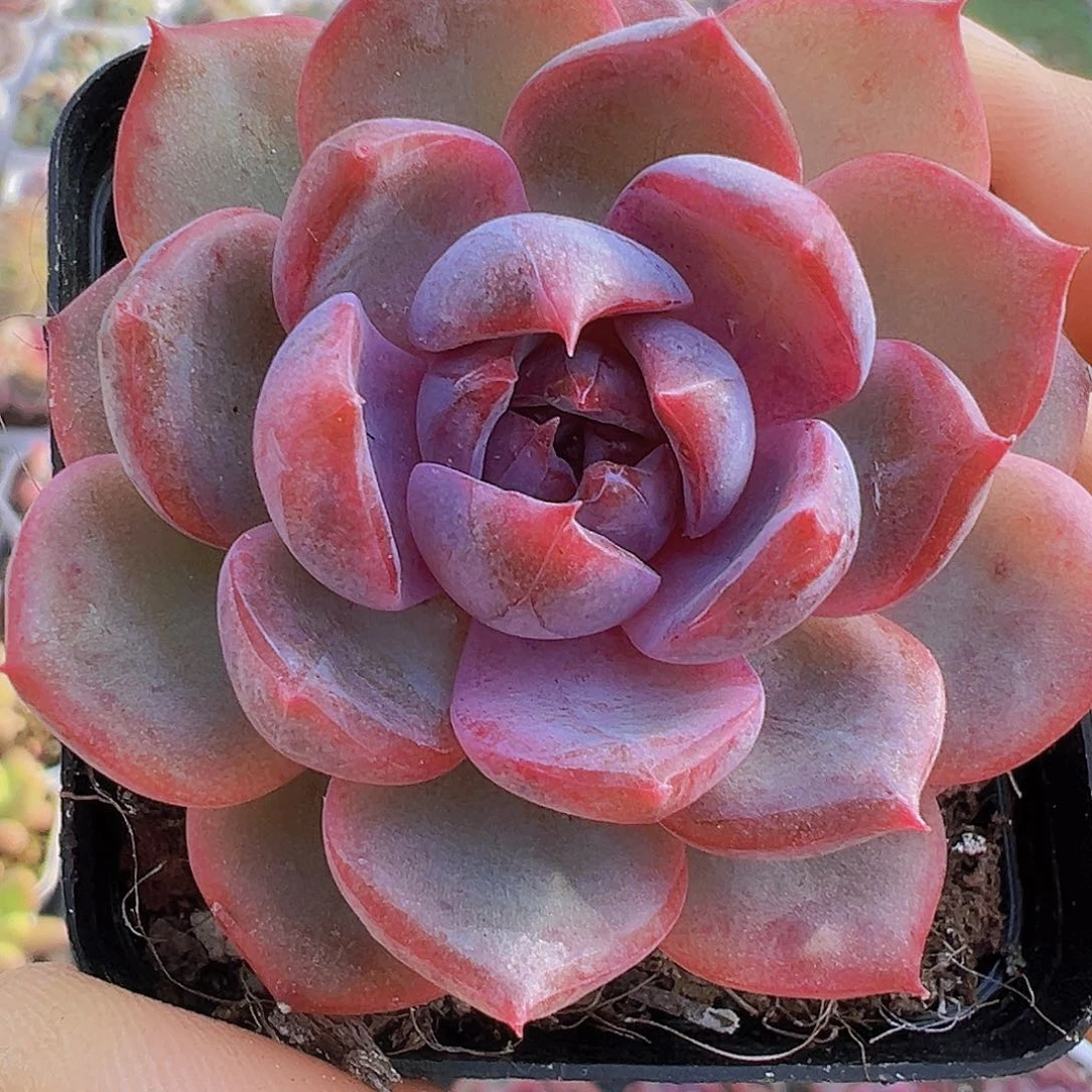 蓝莓19包邮多肉植物