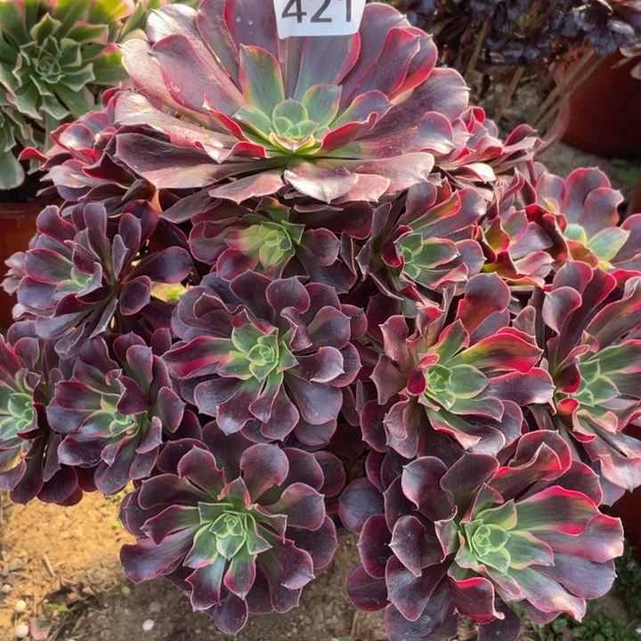 舫***无花朵421多肉植物