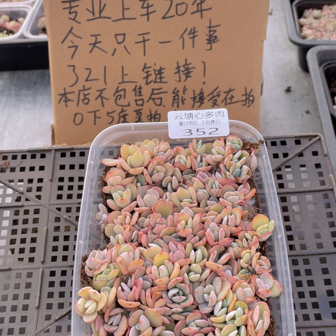 云糖心多肉植物352