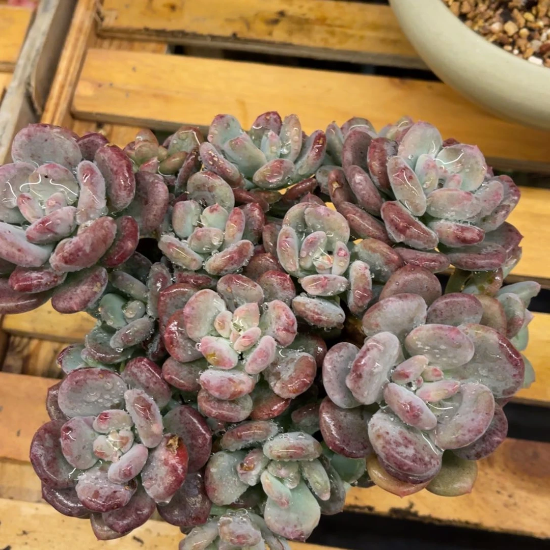 醉**-3737373838383838