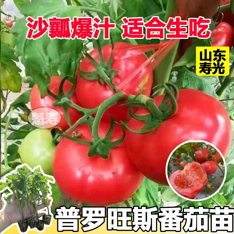 沙瓤普罗旺斯番茄秧苗西红柿种子进口圣女果四季盆栽山东寿光带土