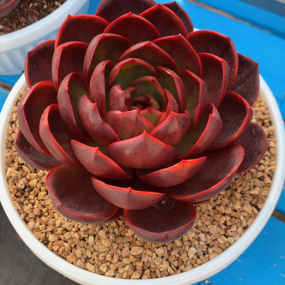 小***枚红灯11111111