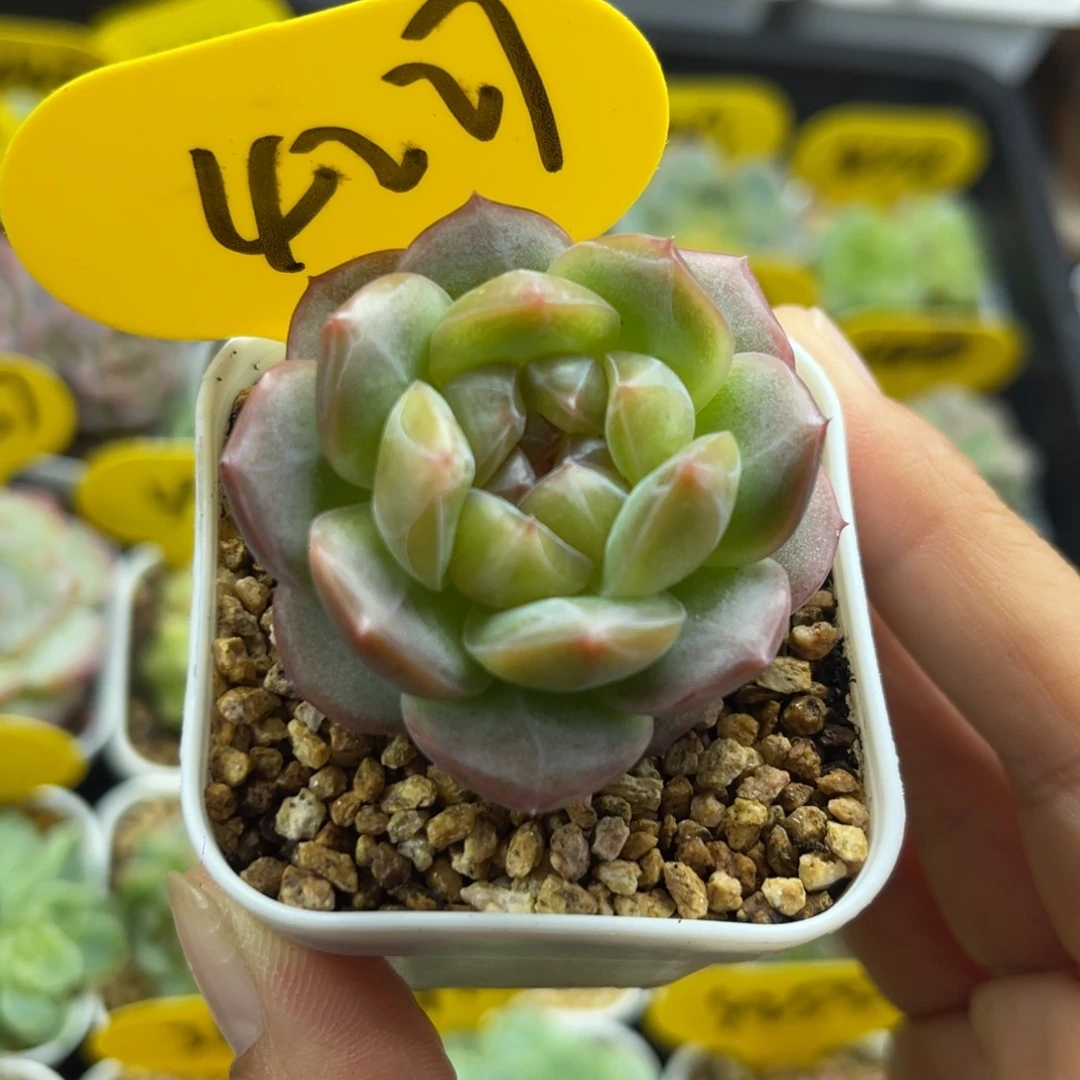 新品橘心珍妮单头4227