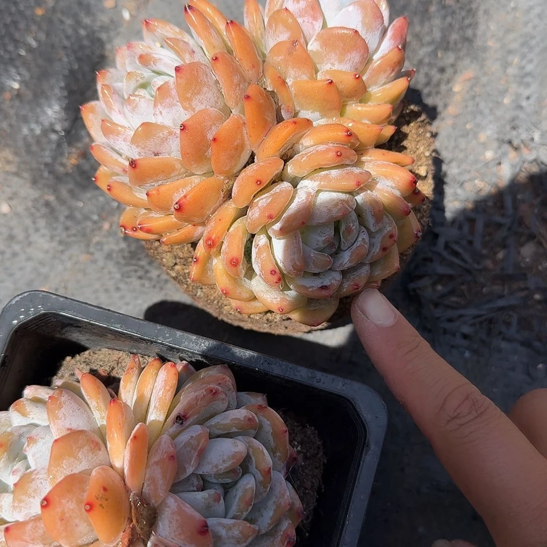 三头成梦露多肉植物