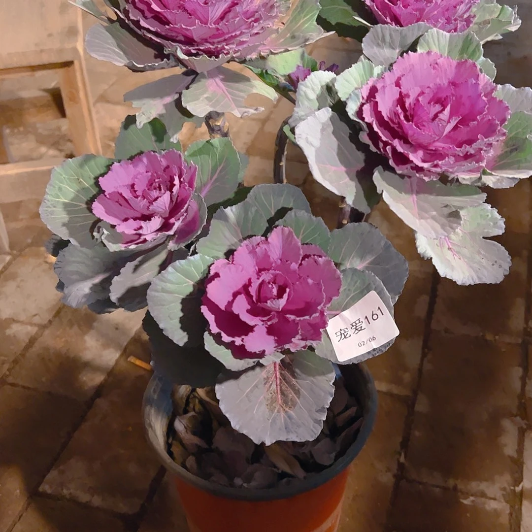 直播福利一物一拍161