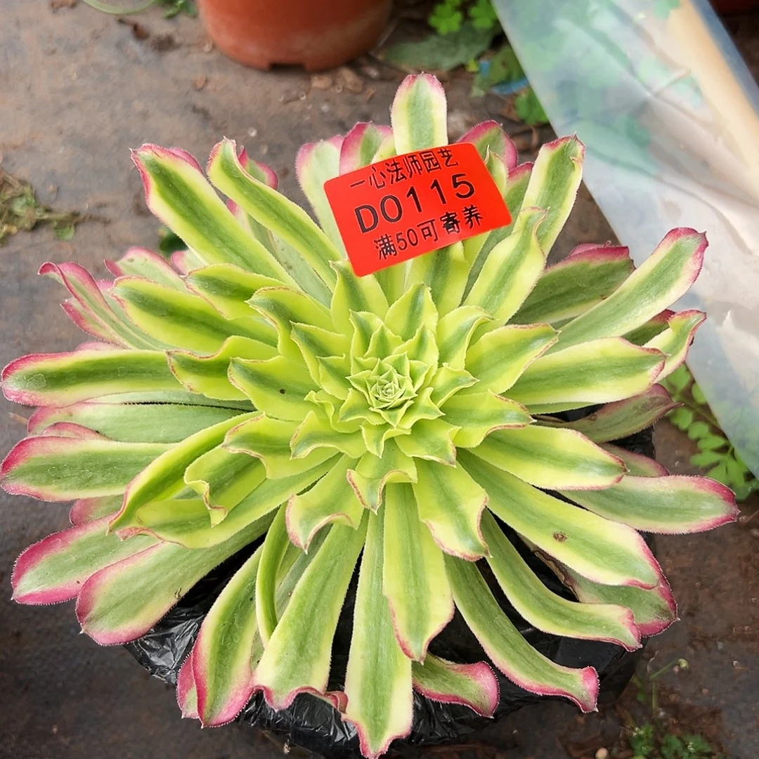 0115多肉植物仙墨
