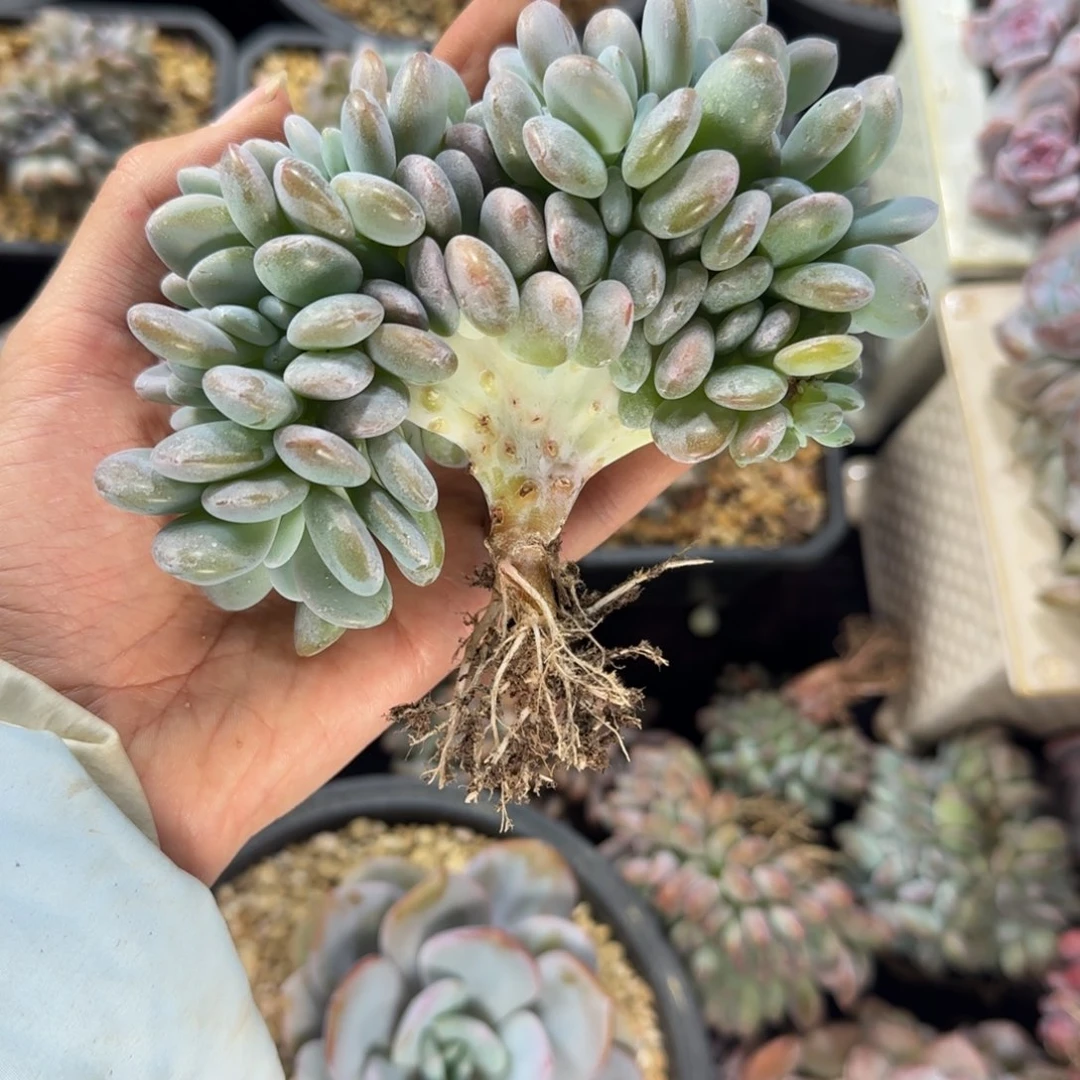 粉兔缀化一物一拍