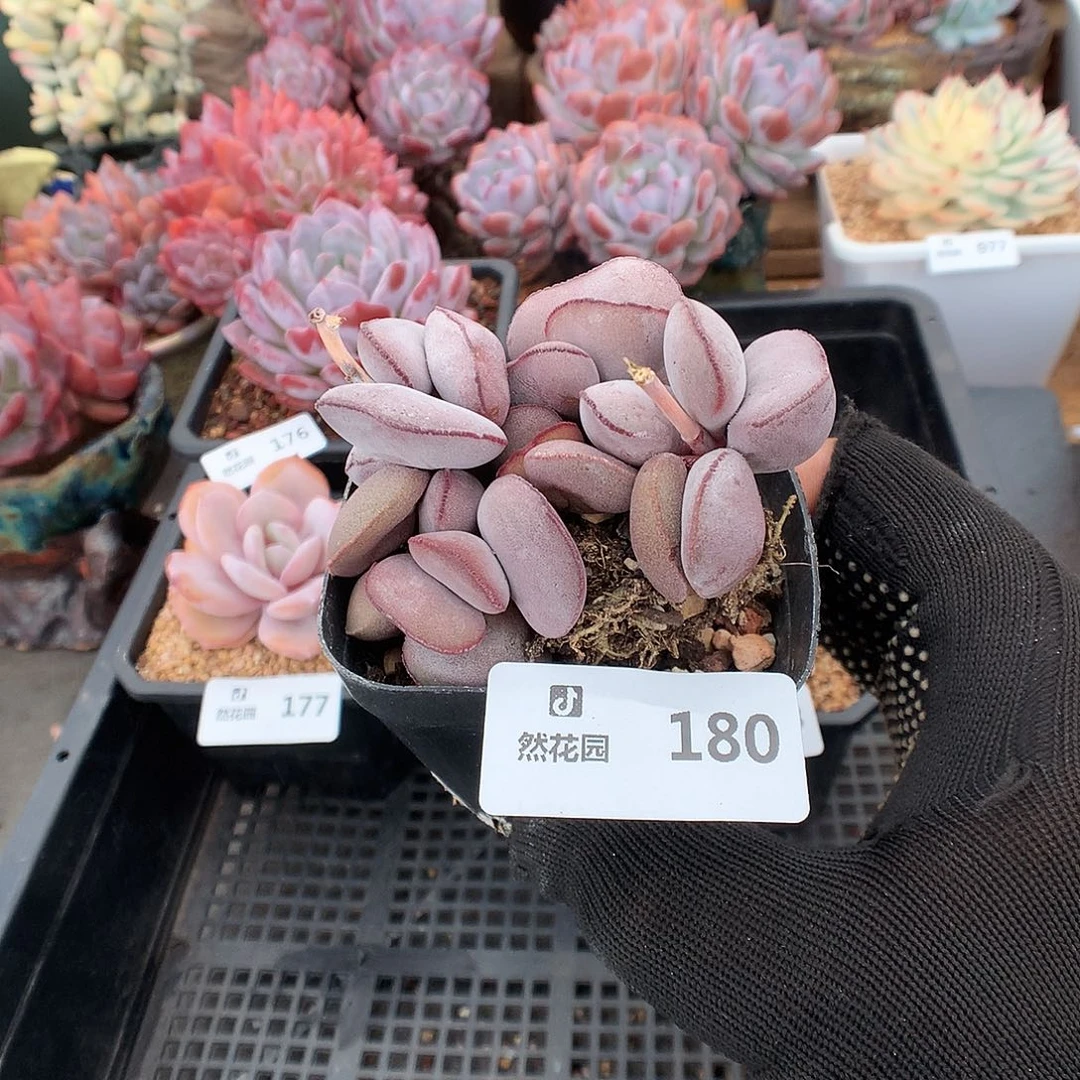180小红蛋多肉植物6666