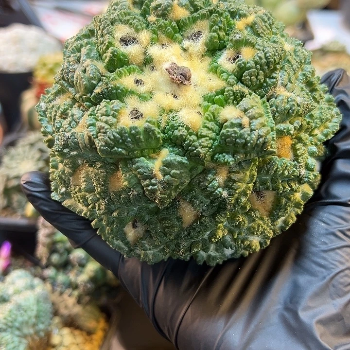 58号苗接大龟甲11.3公分无根