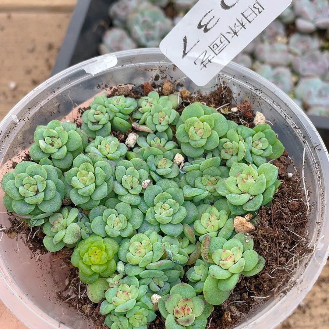 1***桃多肉植物多肉植物37