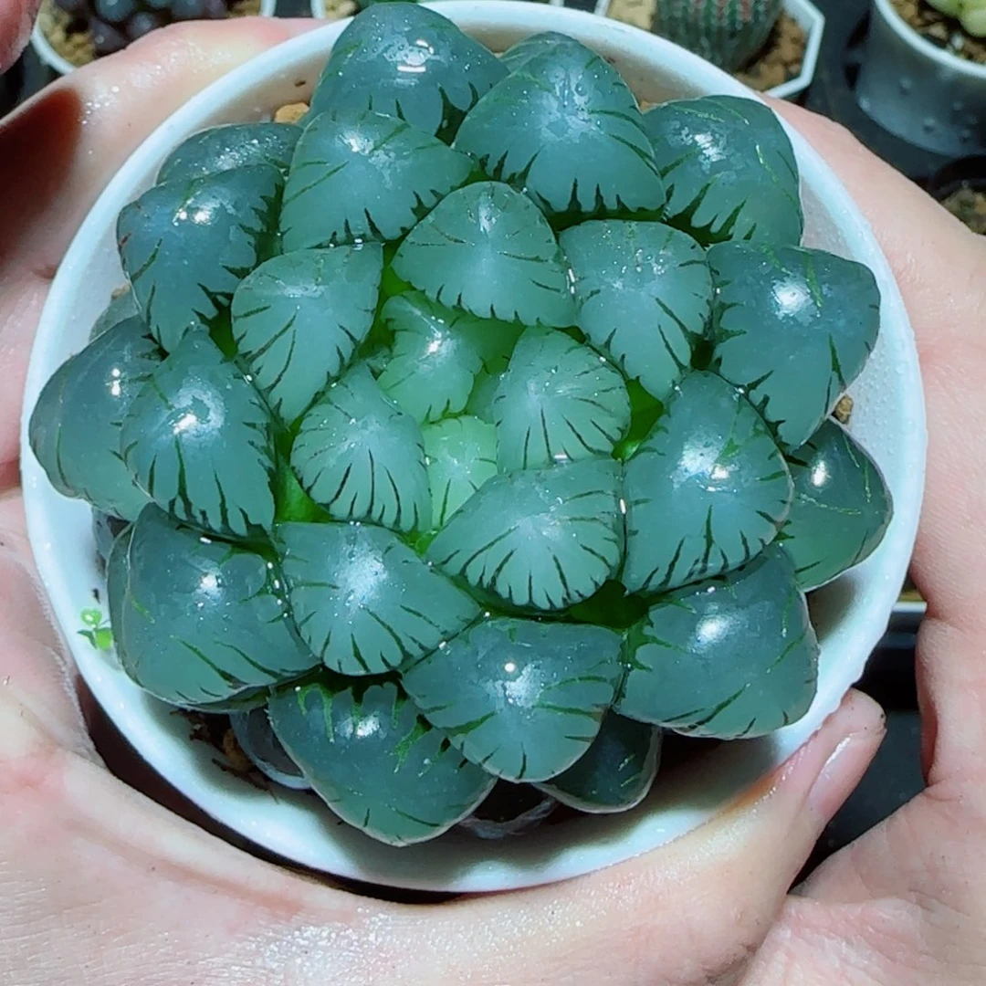 大母本冰灯多肉植物