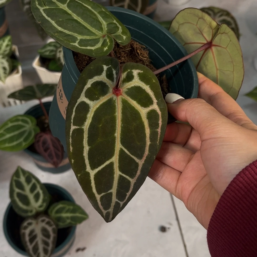 无花朵红水晶4678