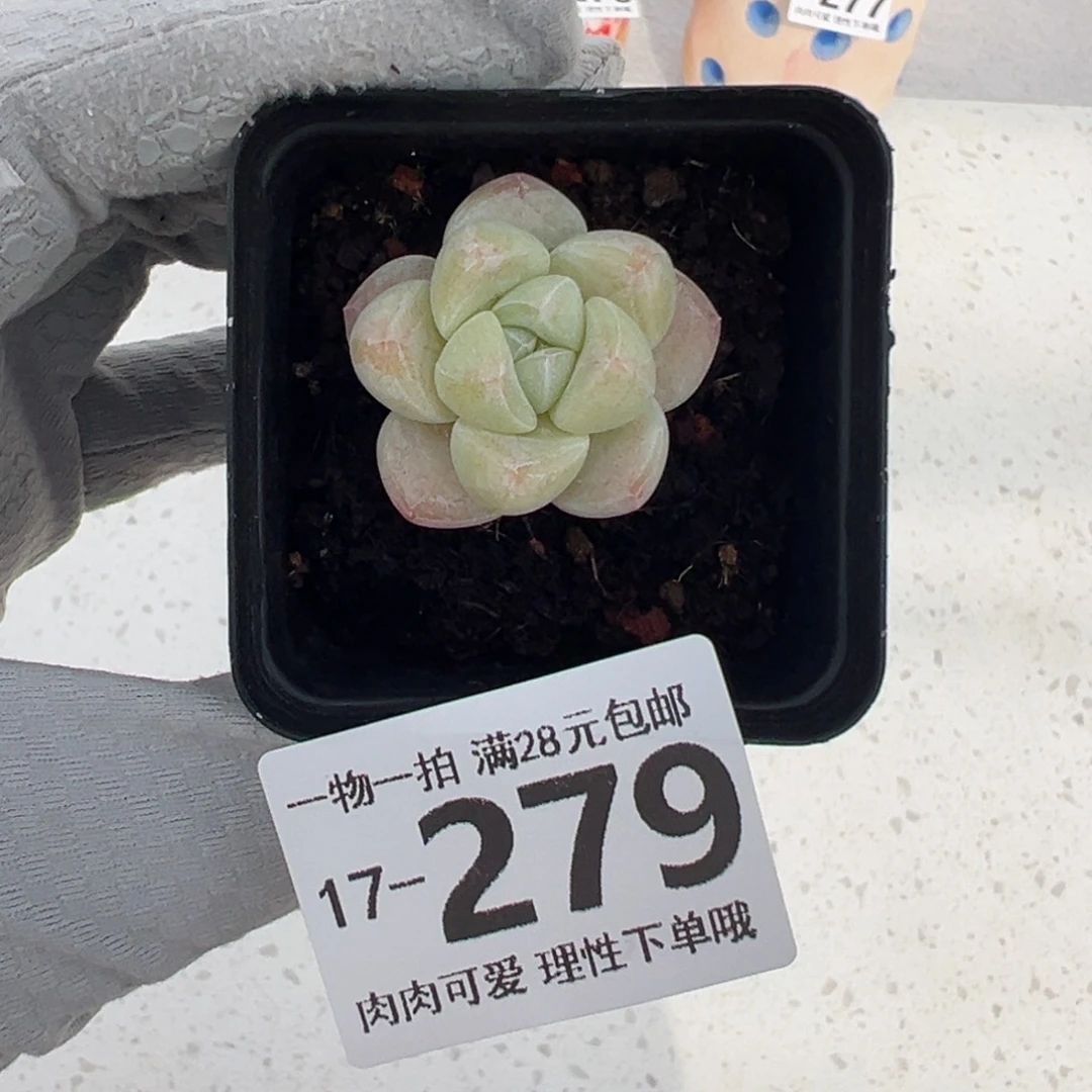 冰玉多肉多肉多肉多肉