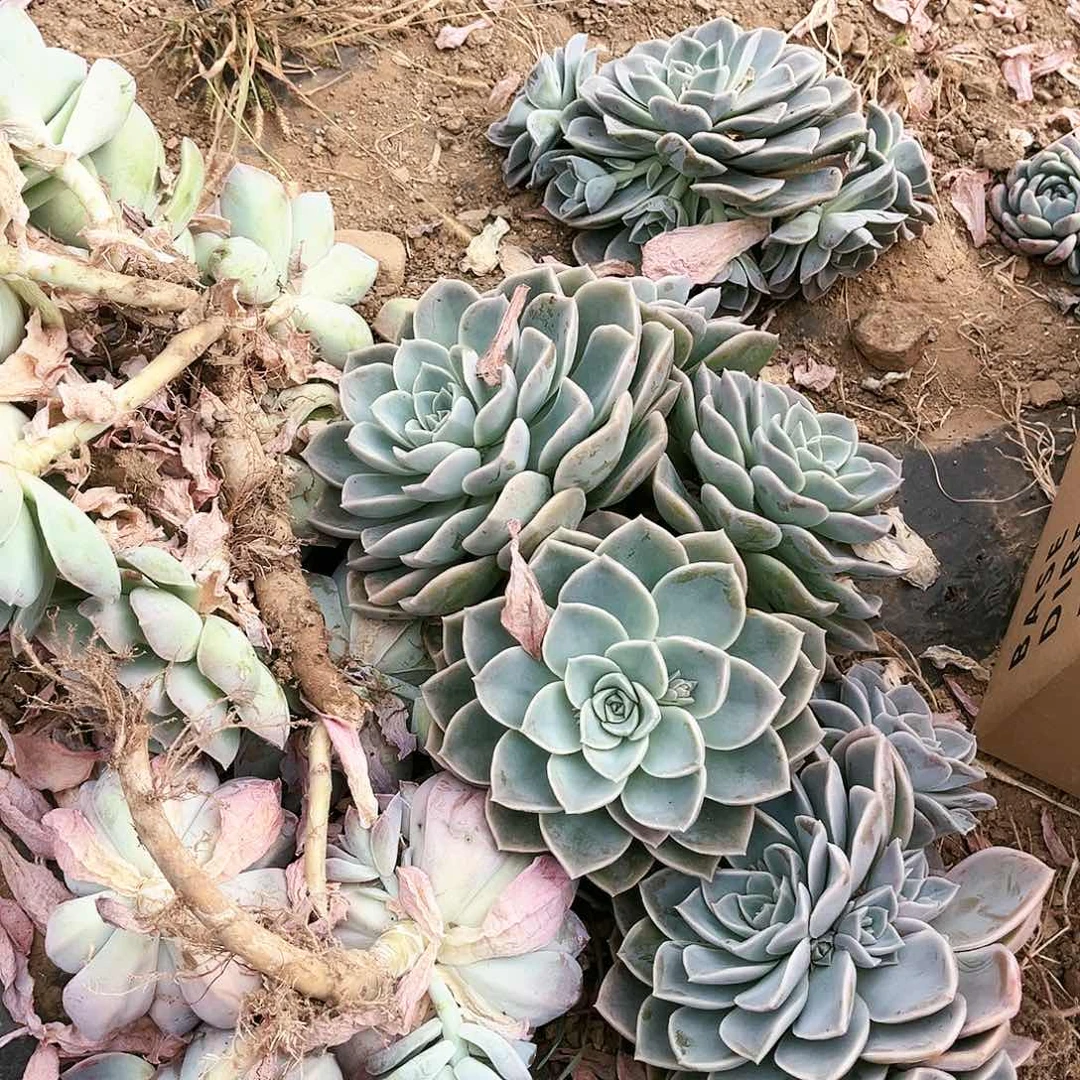 哈里一箱18.88多肉植物处理