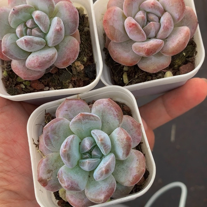 星影 单3颗  （满9.99包邮不满9.99发叶子）