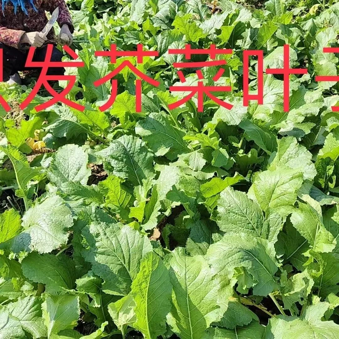 河南露天新鲜芥菜缨子可做腌菜腌酸菜现摘现发坏烂包赔1斤包邮