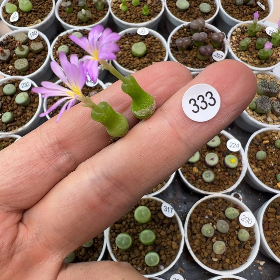 李***兔小葫芦两颗脱土333