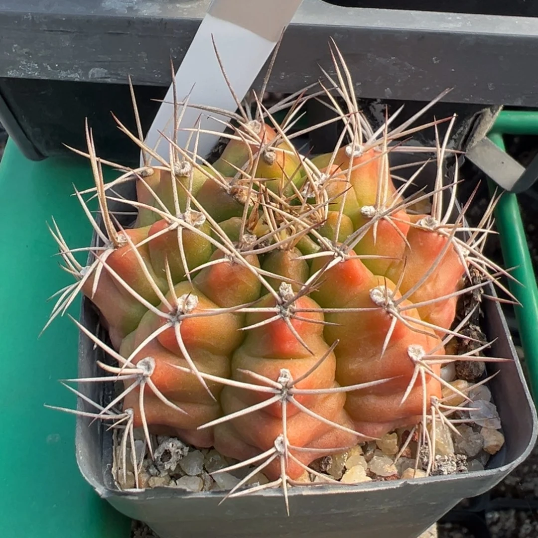 1117实生根波光龙多肉植物带盆土
