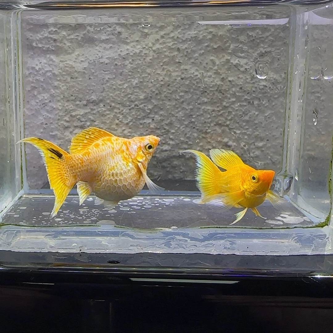 孔雀鱼黄金玛丽。56号