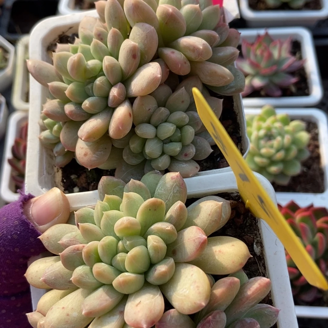 4 875百搭翡翠多肉