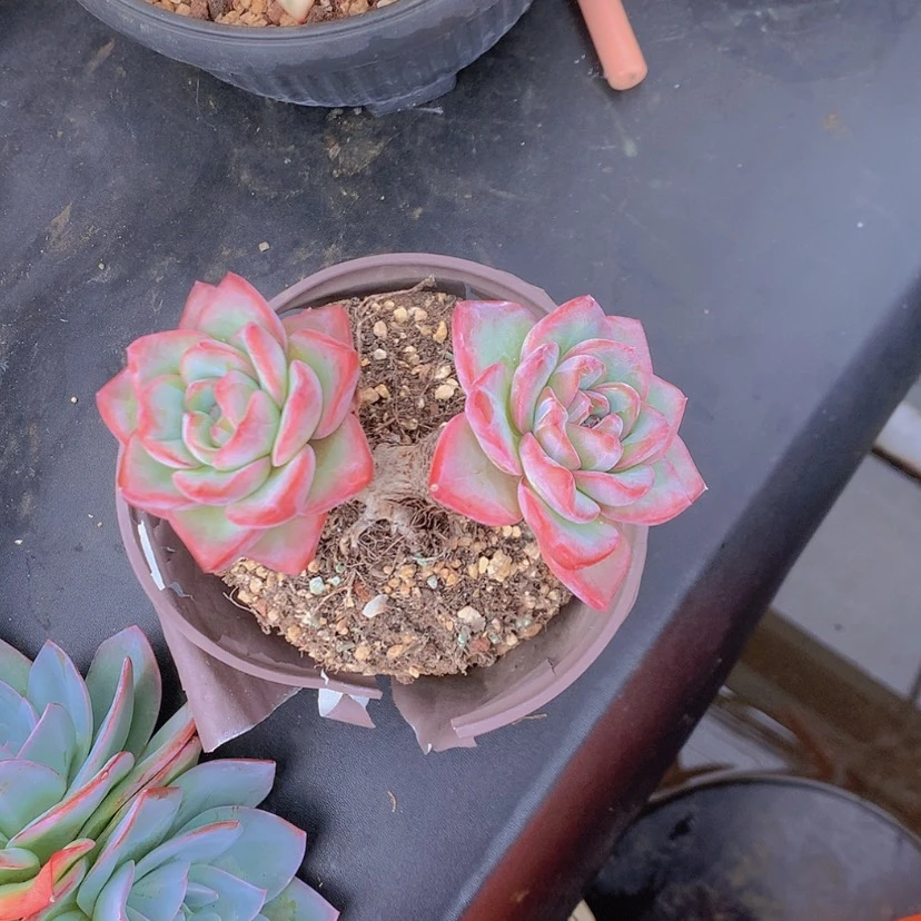 【闪购商品】彩虹泡芙