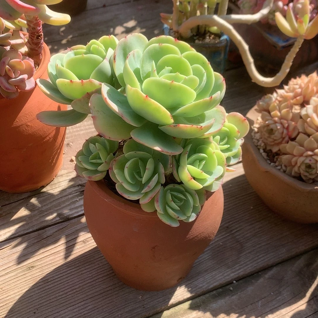 ˗****碧桃多肉植物脱土