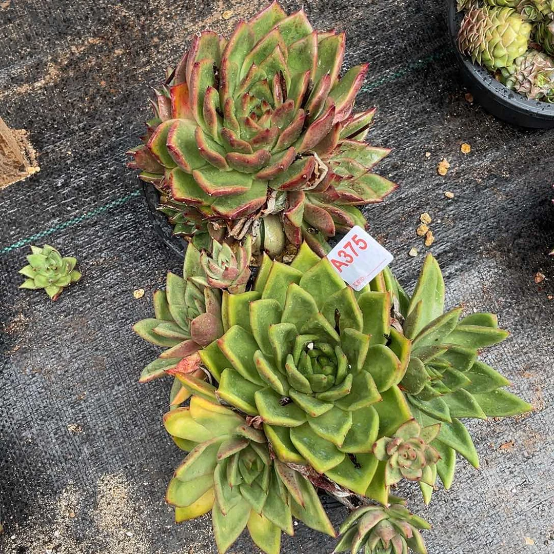 若如东云组拍A375