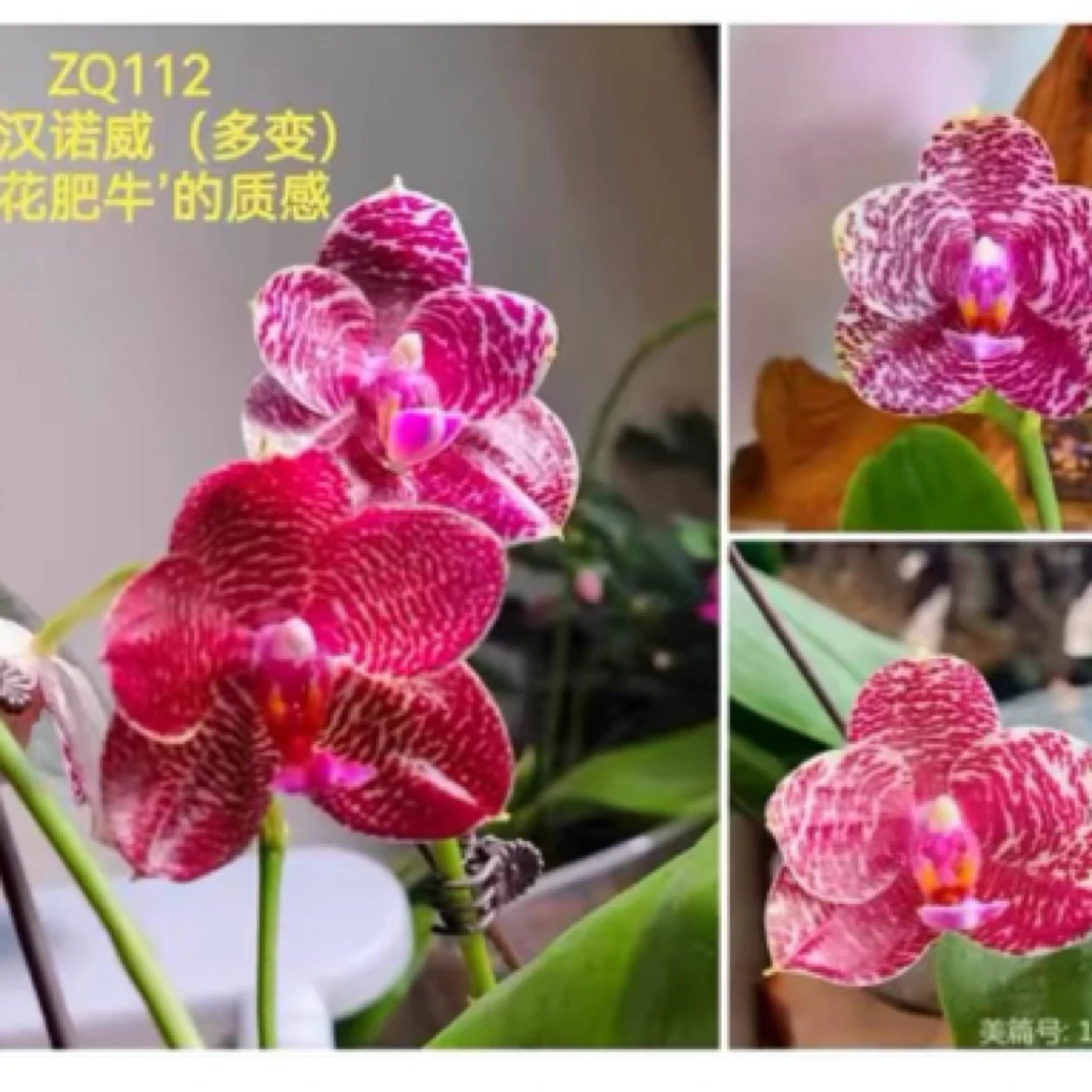 蝴蝶兰太阳汉诺威1.7寸杯原生苗，嫌小勿拍不售后