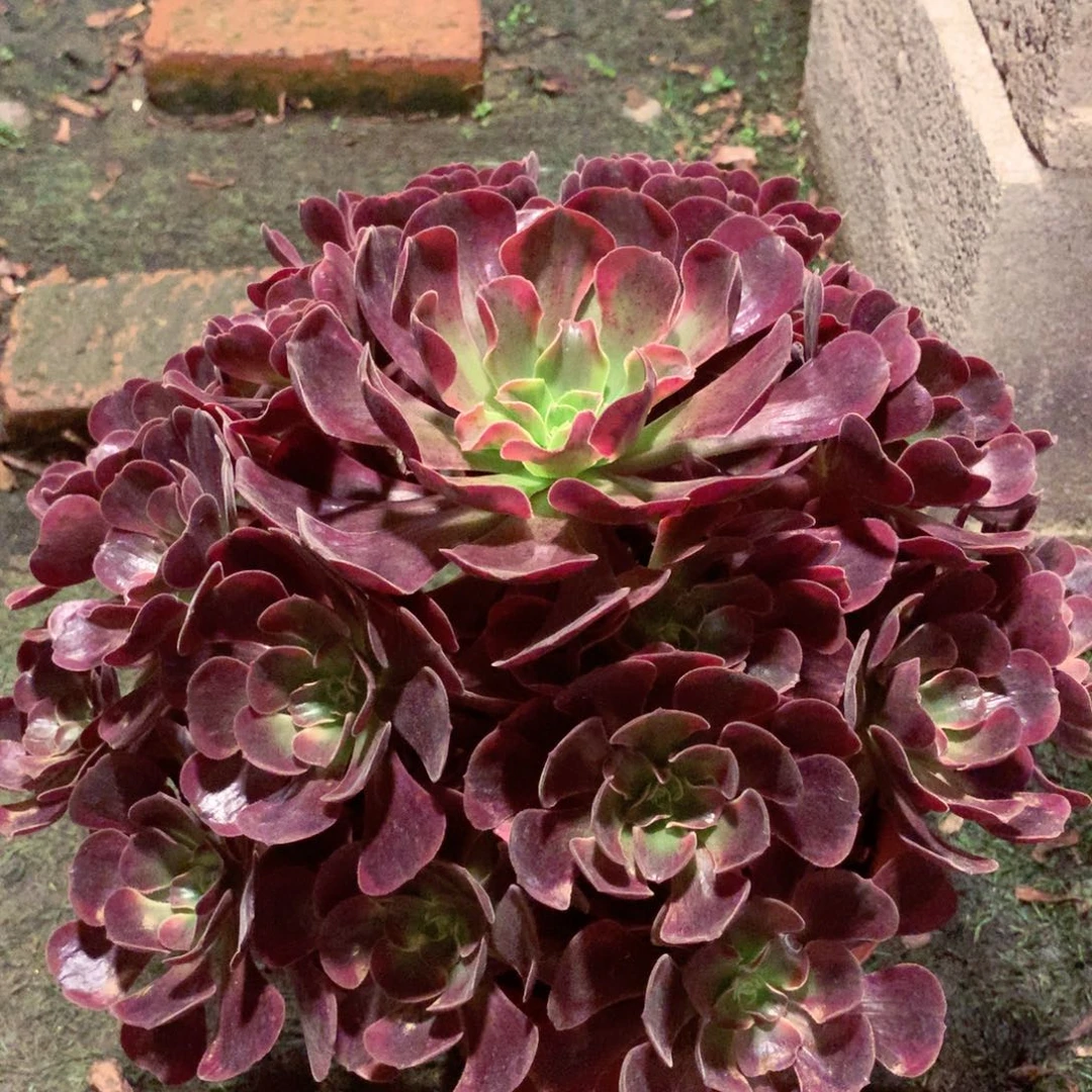 爱神捧花，多肉植物