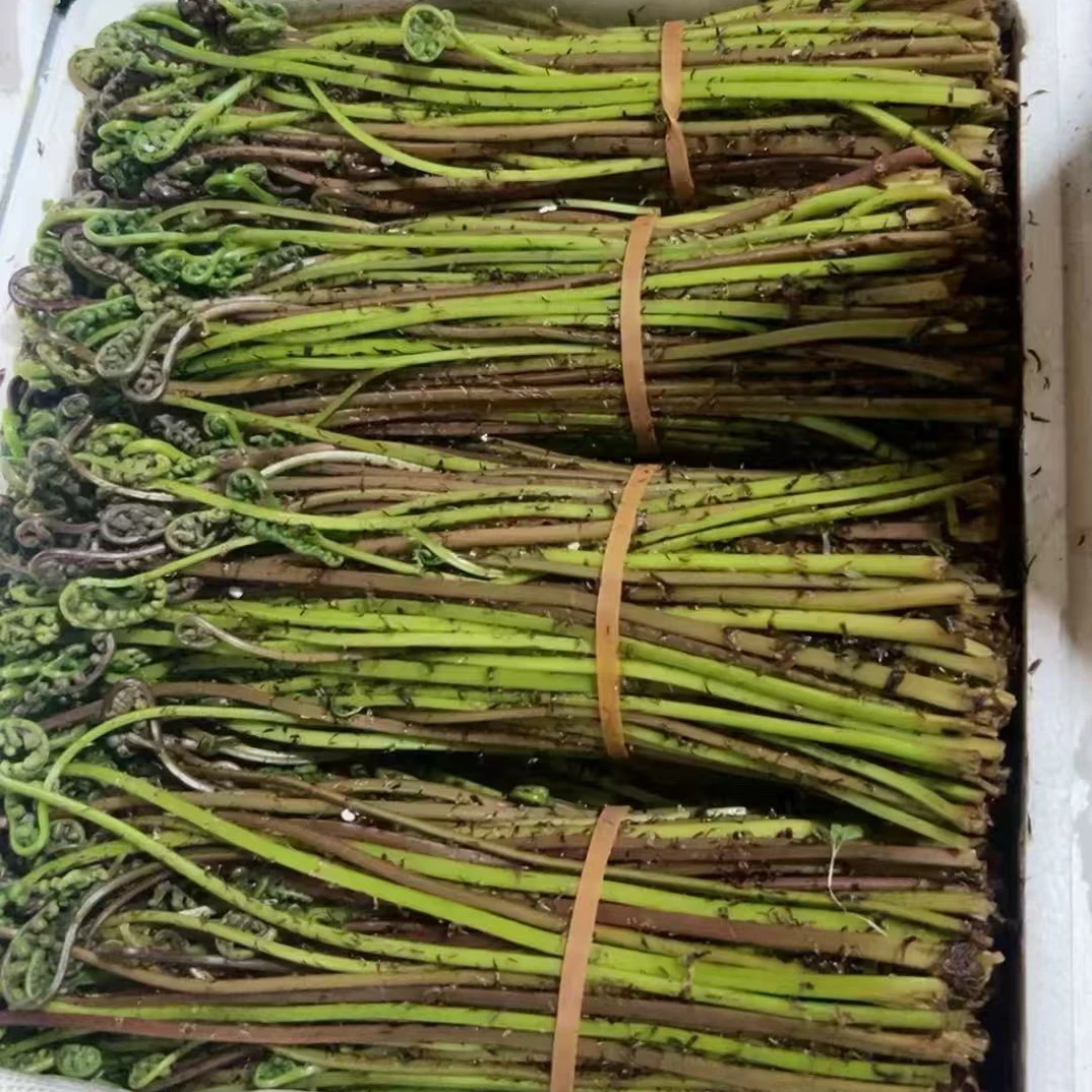 东北新鲜现摘山野菜猴腿菜可凉拌的山野菜顺丰包邮
